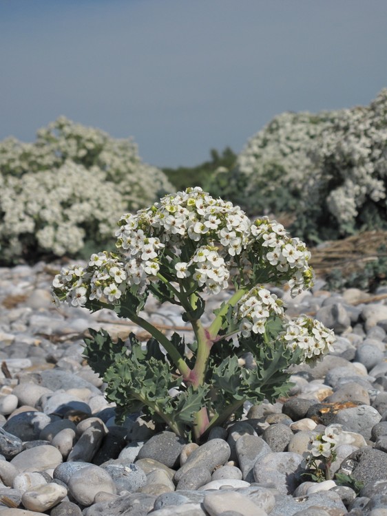 Crambe maritima